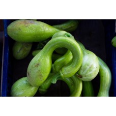 Squash Crookneck Pumpkin